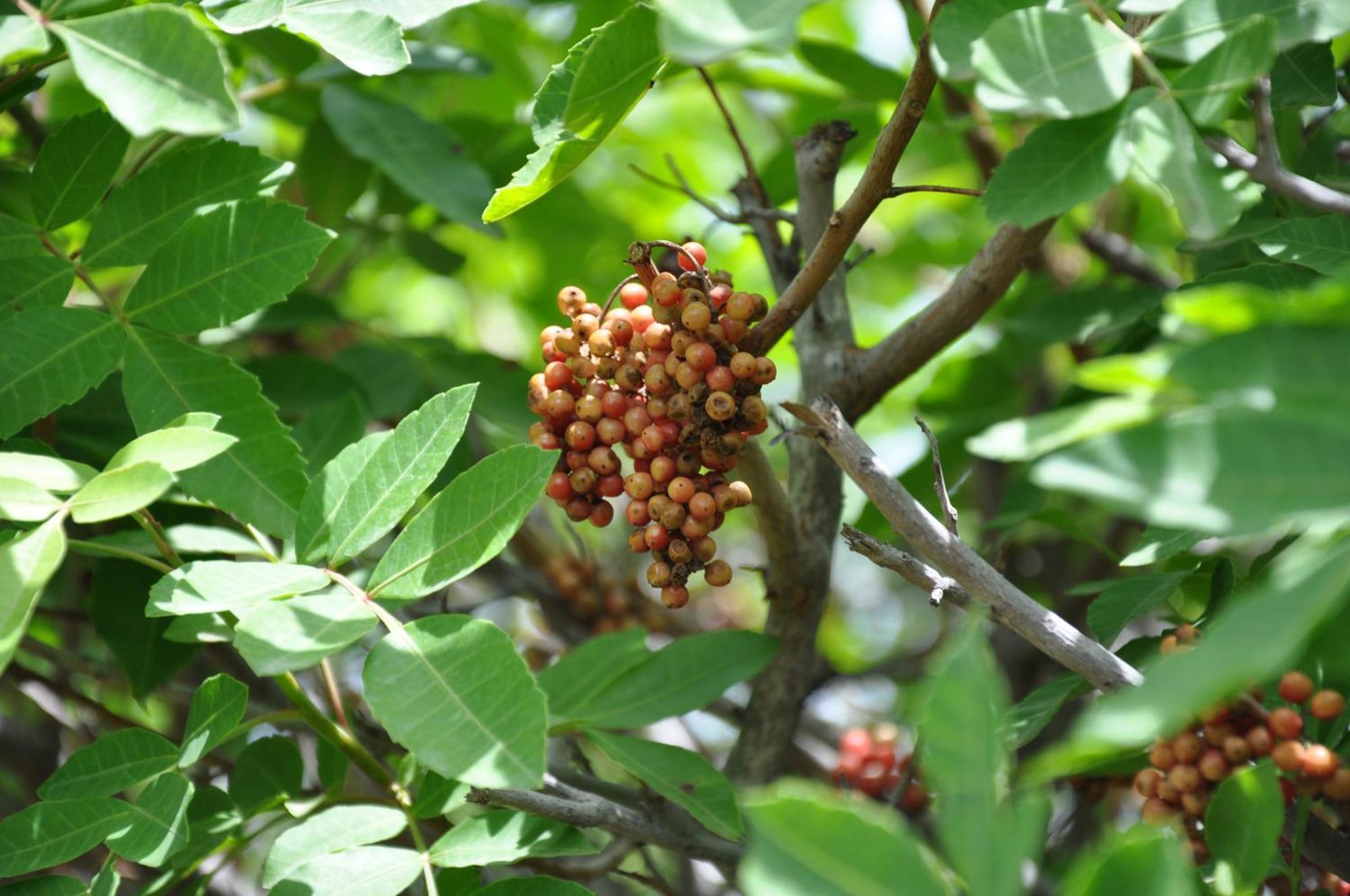 Serenity Garden Maspalomas  Ngoại thất bức ảnh